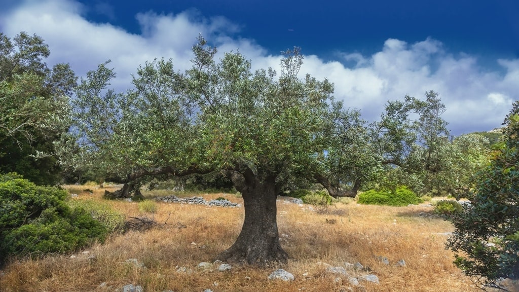 Qual é a flor nacional e a árvore nacional da Grécia?